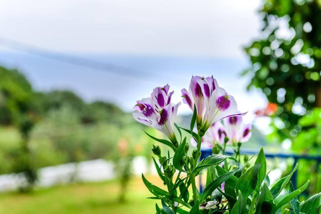 Villa Panorama Lygia  Exteriér fotografie
